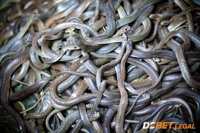 Giải đáp mơ thấy rắn đánh số gì may mắn? Lành hay dữ? 2 Mơ ngủ thấy cả đàn rắn siêu đáng sợ