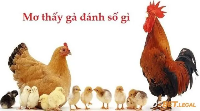 Giải mã giấc mơ thấy gà từ A - Z? Đánh lô số nào? 4 Mơ thấy gà đánh lô số mấy dễ trúng nhất?