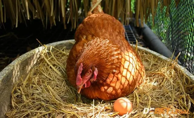 Giải mã giấc mơ thấy gà từ A - Z? Đánh lô số nào? 3 Thấy gà đang đẻ trứng