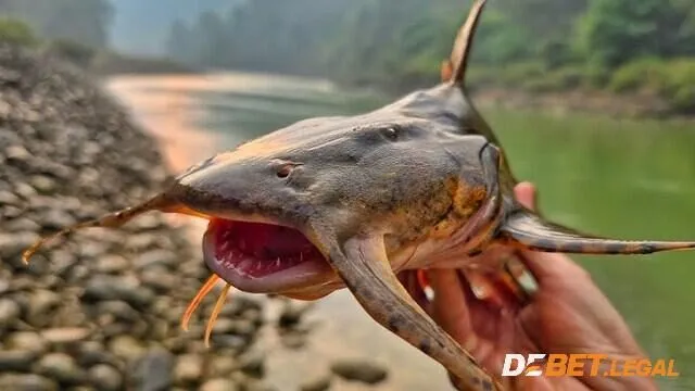 Khám phá mơ thấy cá điềm gì? Đánh số nào? 3 Mộng thấy bản thân đi bắt cá là điềm lành