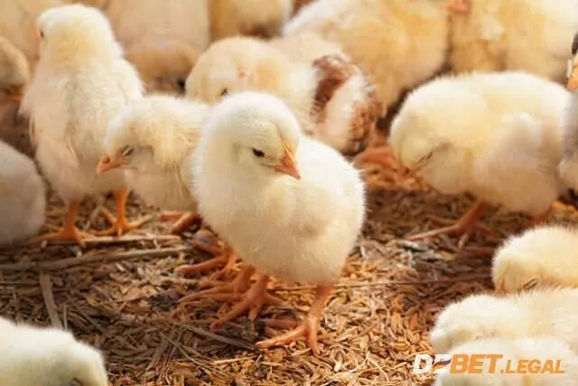 Giải mã giấc mơ thấy gà từ A - Z? Đánh lô số nào? 2 Ngủ mộng thấy gà con